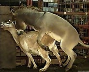Farm animals are having amazing sex in the doggy style pose - picture 7