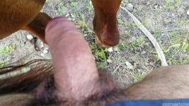 horse XXX - picture 5