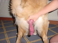 White dog with big balls knows how to bang in a right way - picture 2
