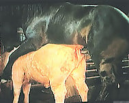 Farm animals having nasty sex and my hubby bangs a horse - picture 4