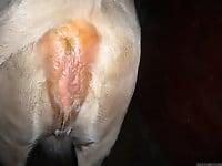 Farm animals having nasty sex and my hubby bangs a horse - picture 18