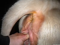 Farm animals having nasty sex and my hubby bangs a horse - picture 21