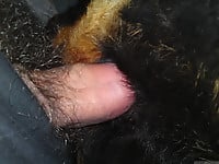 Nasty bestiality action in doggy style with a man zoophile - picture 4