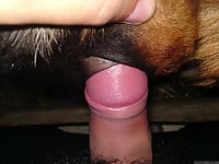 Nasty bestiality action in doggy style with a man zoophile - picture 9
