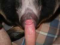 Dog's tight asshole looks very attractive for my hubby - picture 2