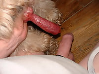 Dalmatian is licking a juicy shaved pussy of a zoophile - picture 8