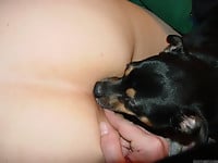 Dalmatian is licking a juicy shaved pussy of a zoophile - picture 25