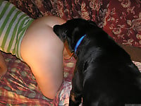 Dalmatian is licking a juicy shaved pussy of a zoophile - picture 35