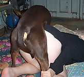 Black dog licks a wide-opened snatch of a zoophile - picture 27