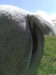 sexy mare ass - picture 2