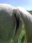 sexy mare ass - picture 3