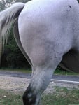 sexy mare ass - picture 4
