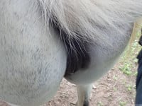 sexy mare ass - picture 7
