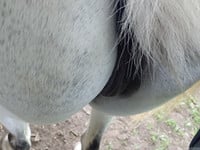 sexy mare ass - picture 8