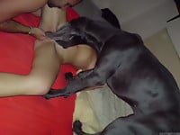 Sexy busty girls are having dog sex in compilation video - picture 24