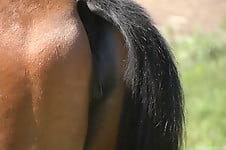 Sexy horse is getting anally pounded at the farm - picture 3
