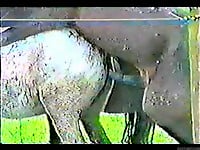 Sexy horse is getting anally pounded at the farm - picture 4