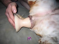 Dick-riding doggy enjoys my hard boner and sex toys - picture 9