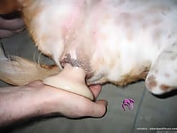 Dick-riding doggy enjoys my hard boner and sex toys - picture 10