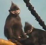 Miniature monkey gives a deep blowjob on hidden cam - picture 4