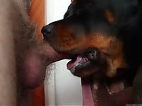 Doggy eats my hard dick after getting a blowjob - picture 7