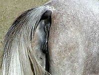 Sweet stallion with round bottom has a very cute asshole - picture 11