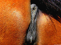 Sweet stallion with round bottom has a very cute asshole - picture 23