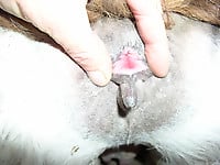 Dirty slut gets her holes hardly drilled by nasty farm animal - picture 50