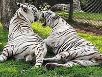 Two angry tigers have an awesome bestiality action - picture 5