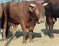 Cow's long boner is cumming a very huge cumshot load - picture 2
