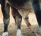 Cow's long boner is cumming a very huge cumshot load - picture 3