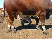 Cow's long boner is cumming a very huge cumshot load - picture 4