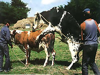 Cow's long boner is cumming a very huge cumshot load - picture 7