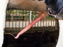 Cow's long boner is cumming a very huge cumshot load - picture 9