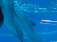 Dolphins are dancing in the ocean and having sex - picture 3