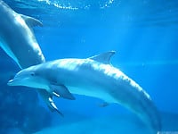 Dolphins are dancing in the ocean and having sex - picture 4