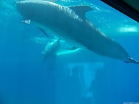 Dolphins are dancing in the ocean and having sex - picture 5