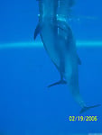 Dolphins are dancing in the ocean and having sex - picture 6