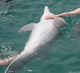 Dolphins are dancing in the ocean and having sex - picture 7