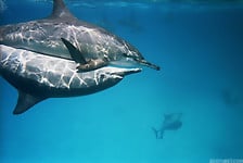 Dolphins are dancing in the ocean and having sex - picture 8