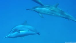 Dolphins are dancing in the ocean and having sex - picture 10