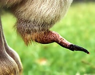 Pointy dick of a farm animal and a very nice-looking anus - picture 1