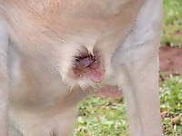 Pointy dick of a farm animal and a very nice-looking anus - picture 4