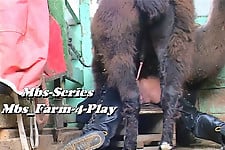 Nasty farm animal nicely drilled a sex-addicted zoophile - picture 2