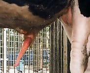 Nasty farm animal nicely drilled a sex-addicted zoophile - picture 32