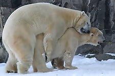 Turtles, bears, giraffes and others are having wild sex - picture 4