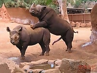 Turtles, bears, giraffes and others are having wild sex - picture 5