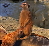Turtles, bears, giraffes and others are having wild sex - picture 12