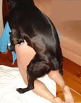 my dog porn - picture1