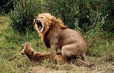 Angry wild cats are fucking like absolutely insane - picture 46
